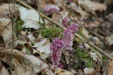 Gewöhnliche Schuppenwurz 03.JPG